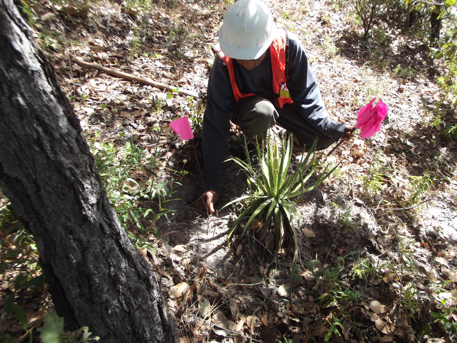 Descripción de la imagen
