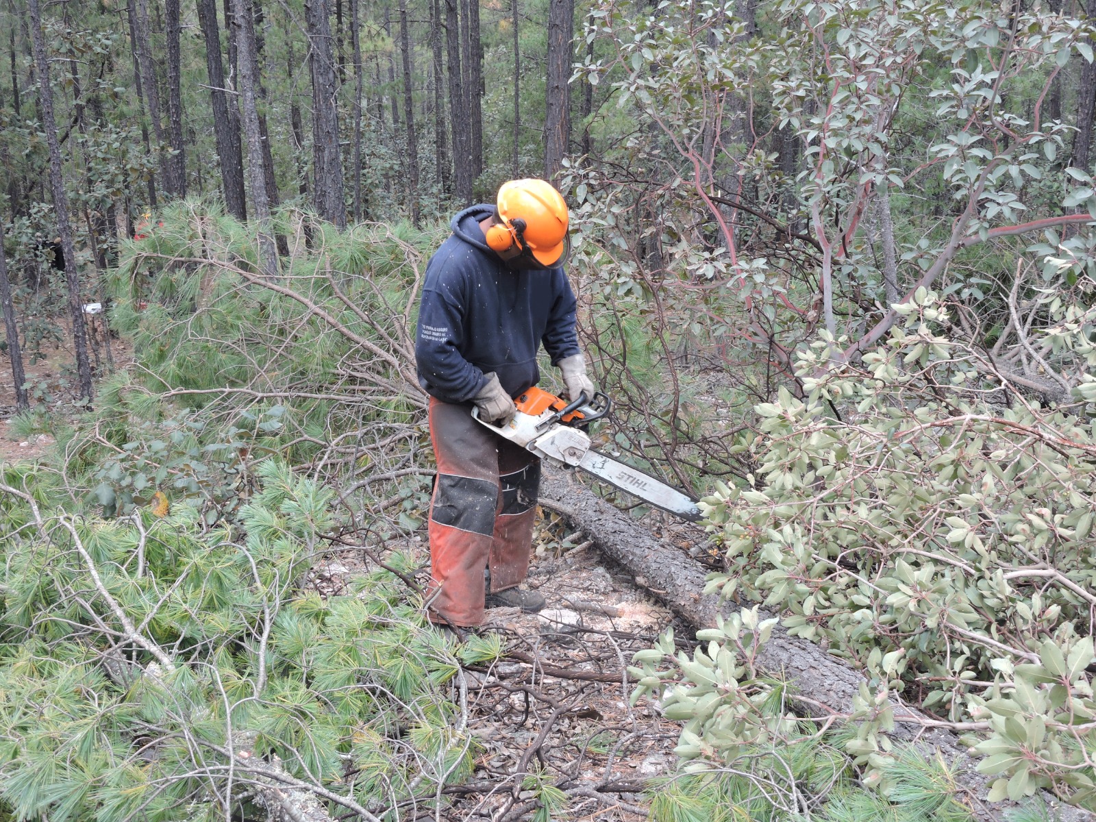 Descripción de la imagen